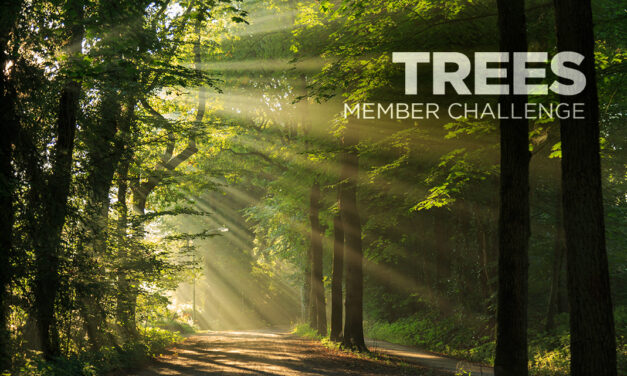 Enter the Trees Member Challenge! (& Win Prizes!!)