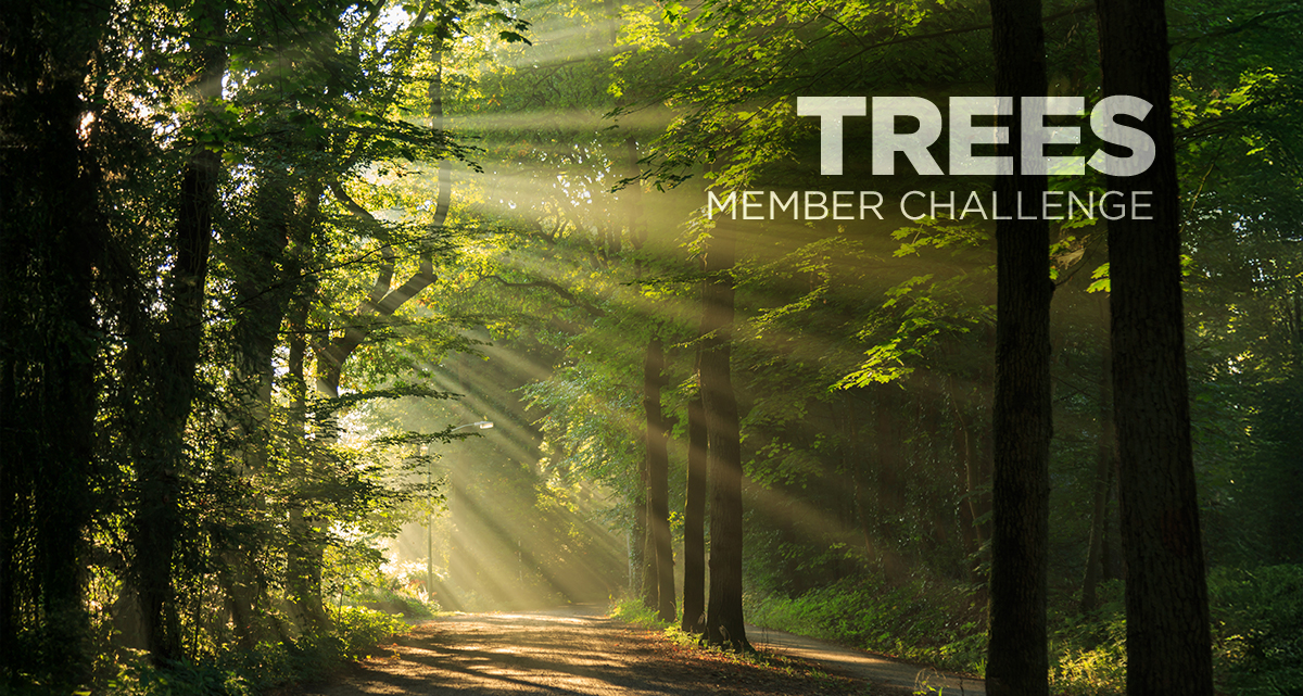 Enter the Trees Member Challenge! (& Win Prizes!!)