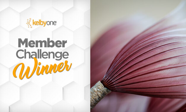 Texture Challenge Winner: Bruce Hootman | Member Challenge 62