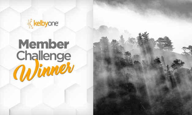 Trees Challenge Winner: Christene Johnson  | Member Challenge 63