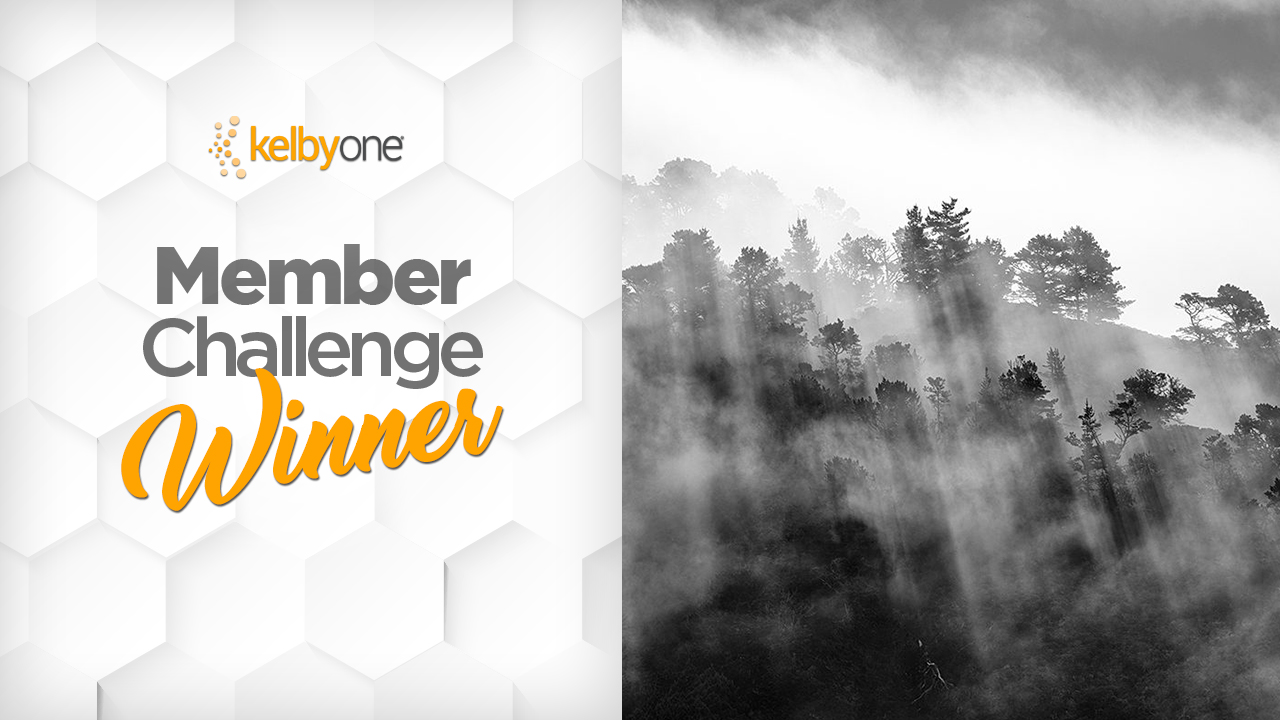Trees Challenge Winner: Christene Johnson  | Member Challenge 63