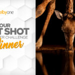 Your Best Shot 2025 Member Challenge: Winner & Finalists