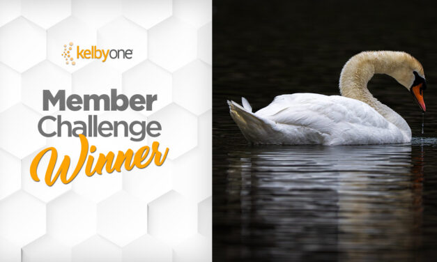 The Quiet Moment Winner & Finalists | Member Challenge 66