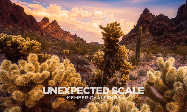 Enter the Unexpected Scale Member Challenge! (& Win Prizes!!)